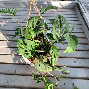 Meet your Posher, Elle